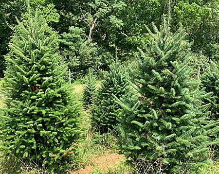 Christmas Tree Farm