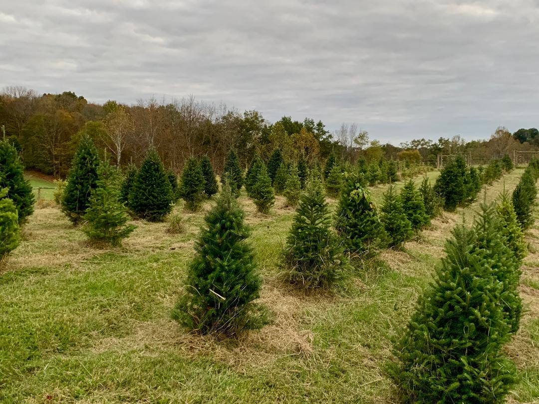 Christmas Tree Farm
